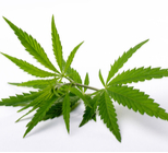 כאב בזמן יחסי מין - תמונת המחשה